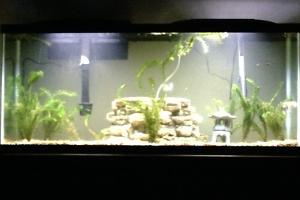 55 Gallon Thumbnail