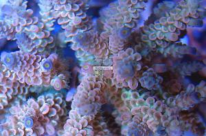 Acropora Papillare Thumbnail