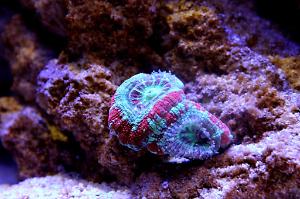 Acan