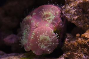 Pink Acan