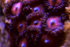 Lava Zoas