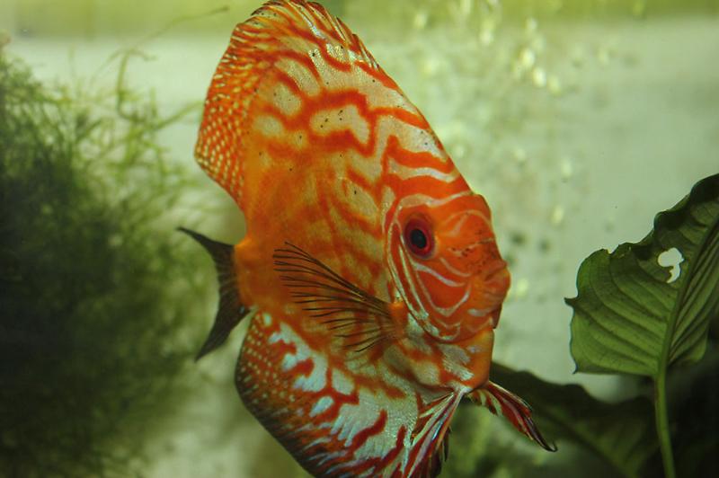 Discus Aquarium Thumbnail