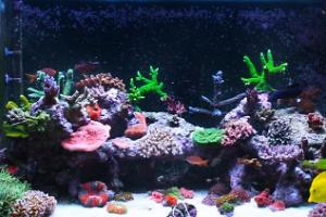 chris neills t5 lit reef Thumbnail