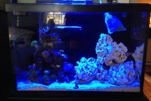 20 gallon reef Thumbnail