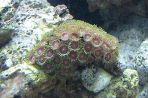 Eagle Eye (Zoanthid) Thumbnail