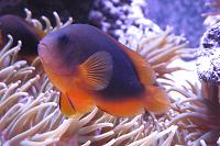 Saddle Back Clown Fish Thumbnail