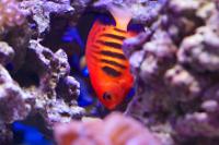 Flame Angelfish