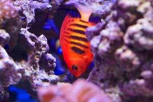 Flame Angelfish Thumbnail