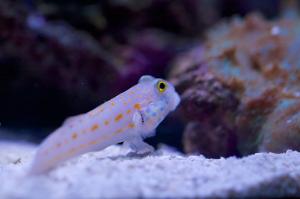 Diamond Watchman Goby