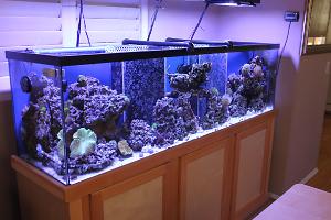 100 Gallon Mixed Reef Thumbnail