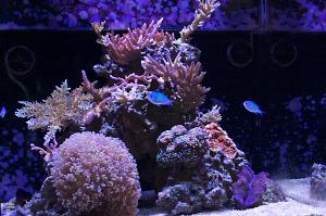 34 gal reef Thumbnail