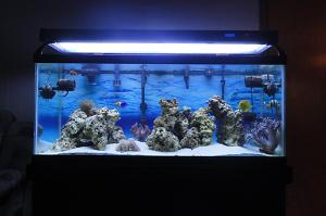 Reef Tank Thumbnail