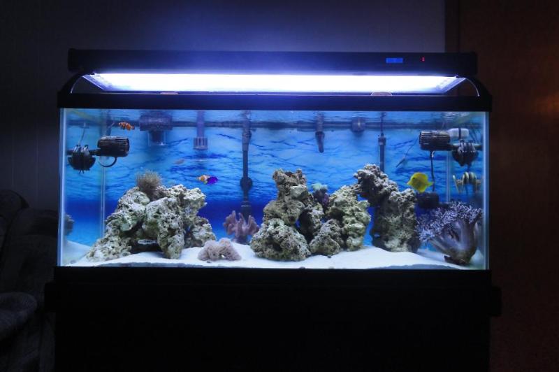 Reef Tank Thumbnail