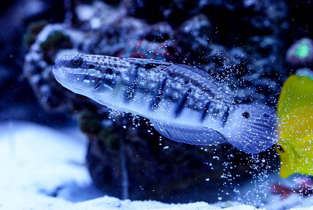 Sleeper Banded Goby