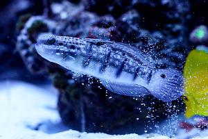 Sleeper Banded Goby Thumbnail