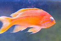 Red Line Anthias Thumbnail