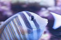 Sailfin Tang Desjardini Thumbnail