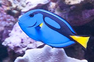 Blue Tang Thumbnail