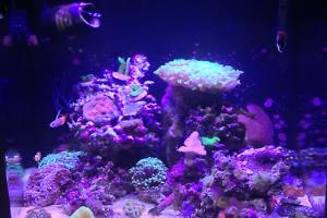 80l Nano Marine Thumbnail