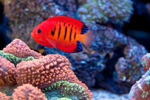 Flame Angelfish Thumbnail