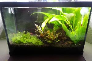 2.5 Planted Work Tank  Thumbnail