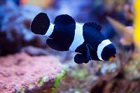 BandW Clownfish Thumbnail