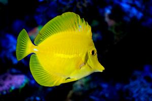 Yellow tang