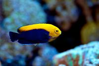 Flameback Pygmy Angelfish