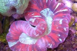 Trachyphyllia