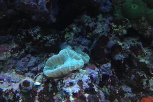 Coral Trompeta Azul