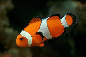 Amphiprion_Ocellaris Thumbnail