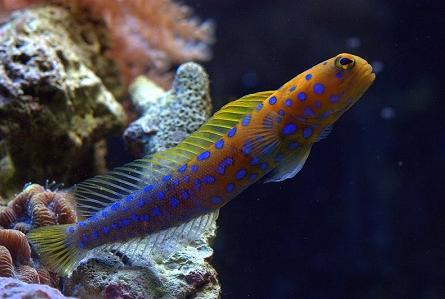 Jawfish, Blue Dot