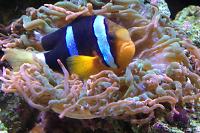 Clarkii Clownfish