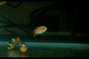 Ocellaris Clownfish Thumbnail