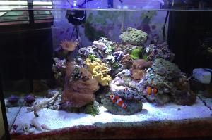 20 odd gallon frameless tank Thumbnail