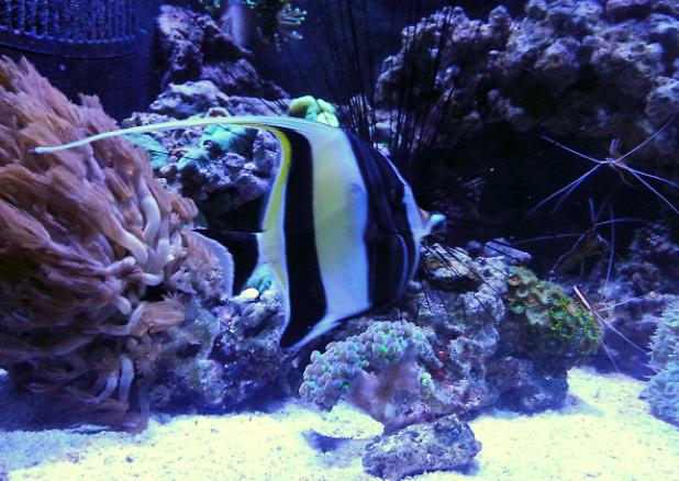 Moorish Idol