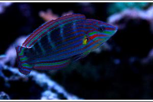 Melanarus Wrasse