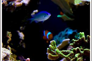 Blue/Green Reef Chromis