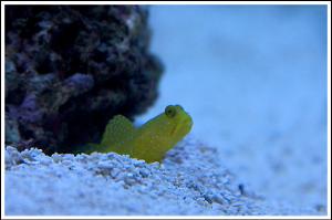 Yellow Watchman Goby