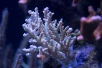 Acropora Plana