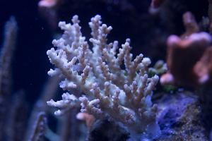 Acropora Plana Thumbnail