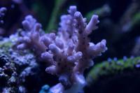 Acropora Lokani