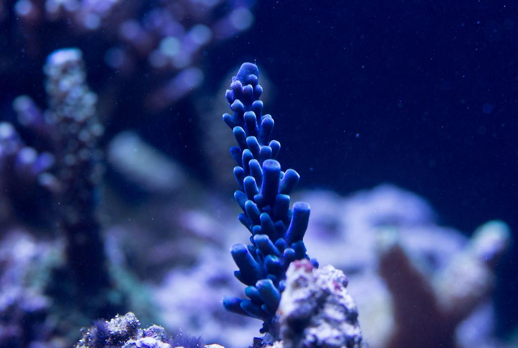 Oregon Tort Coral