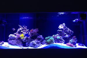 75 Gallon The islands Thumbnail