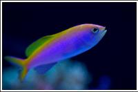 Bartlett's Anthias