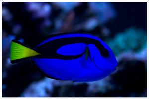 Blue Tang