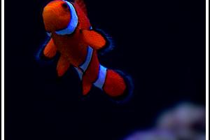 True Percula Clownfish