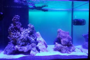 myst's 90 gallon mixed reef Thumbnail