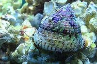 Banded Trochus Snail Thumbnail