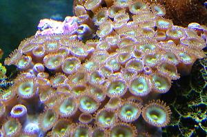 Zoanthid - Green/brown polyps